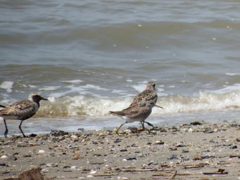 ダイゼン、キアシシギ