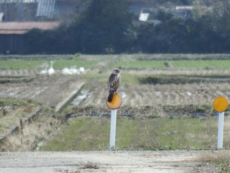 ノスリとコハクチョウ