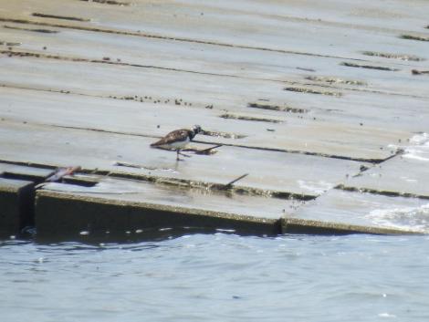 キョウジョシギ