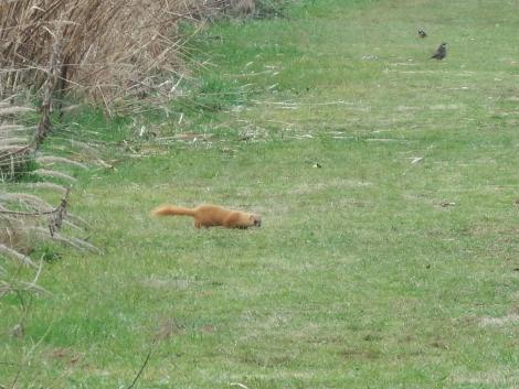 イタチ（トリミング）