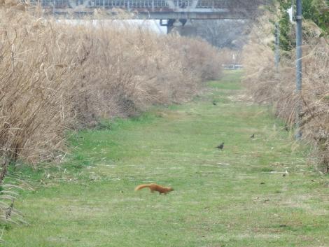 イタチ（トリミング）