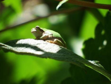 ニホンアマガエル