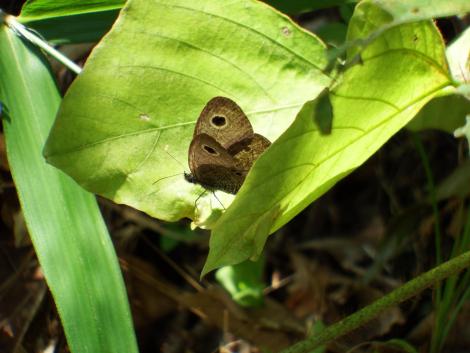 ヒメウラナミジャノメ