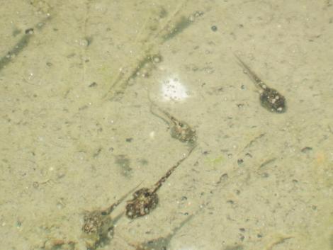 オタマジャクシ