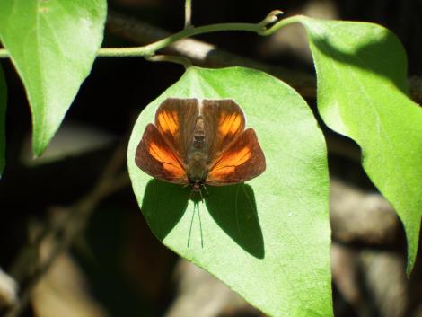 ウラギンシジミ