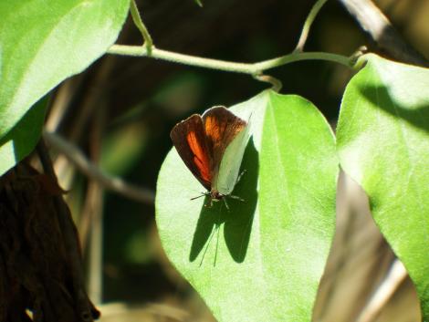 ウラギンシジミ