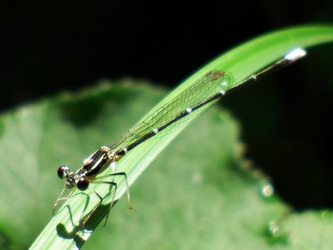 モノサシトンボ