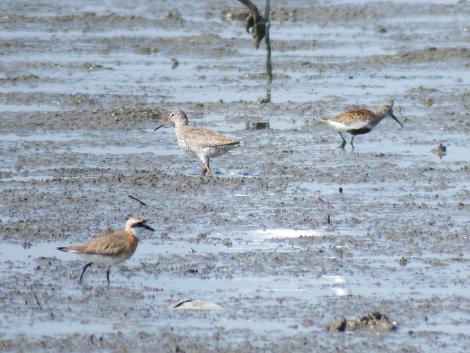 アカアシシギ、ハマシギ、メダイチドリ