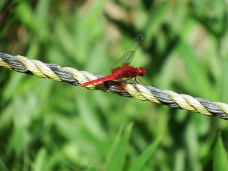 ショウジョウトンボ