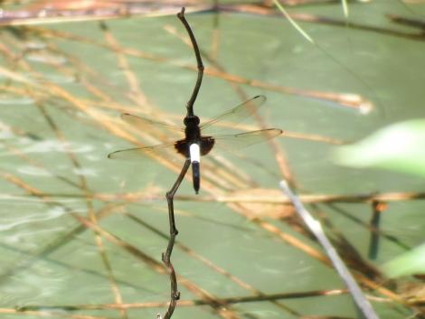 コシアキトンボ