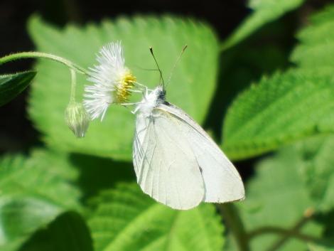 モンシロチョウ