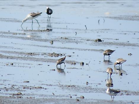 アオアシシギ、ダイゼン、ハマシギ