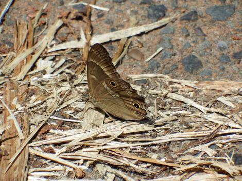 ヒメウラナミジャノメ