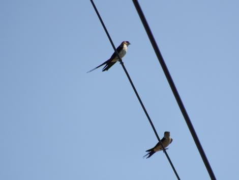 コシアカツバメ