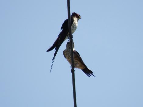 コシアカツバメ