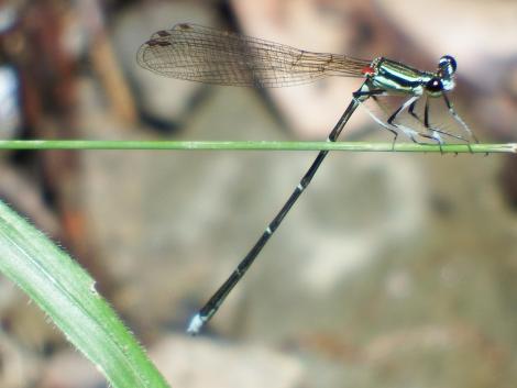 モノサシトンボ