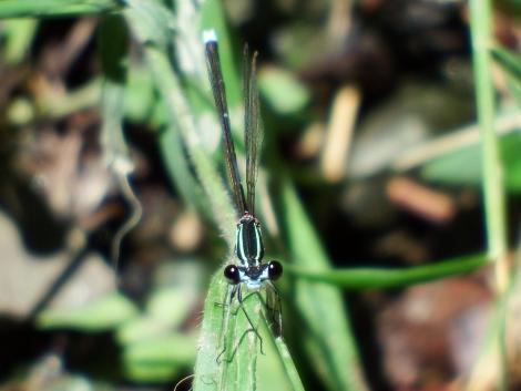 モノサシトンボ