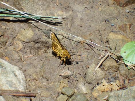 コチャバネセセリ