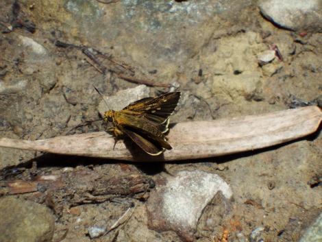 コチャバネセセリ