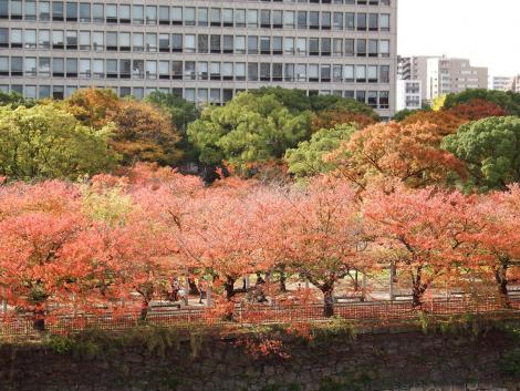 神社裏からの紅葉
