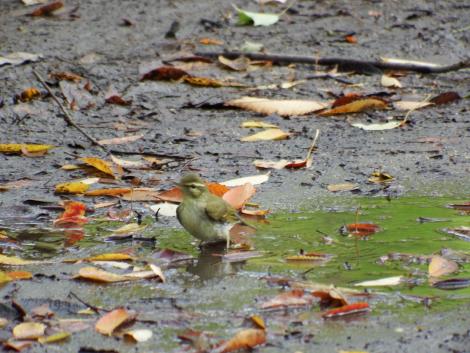 メボソムシクイ