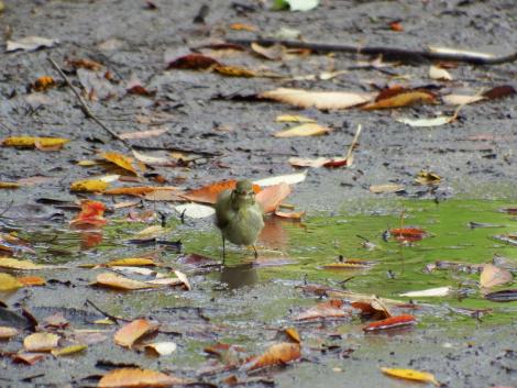 メボソムシクイ