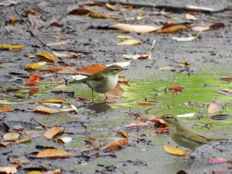 メボソムシクイ