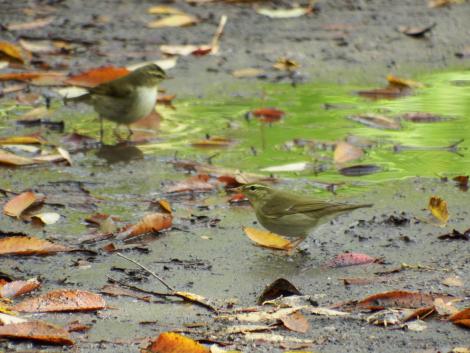 メボソムシクイ