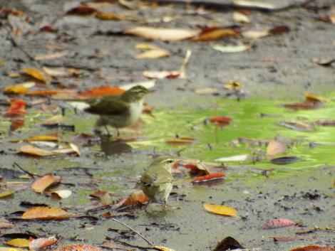 メボソムシクイ