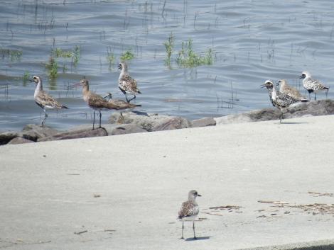 ダイゼン、オグロシギ