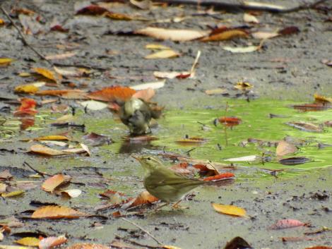 メボソムシクイ