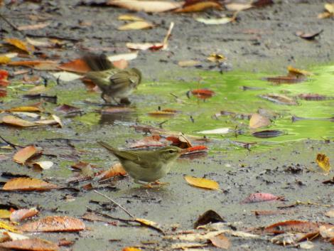 メボソムシクイ