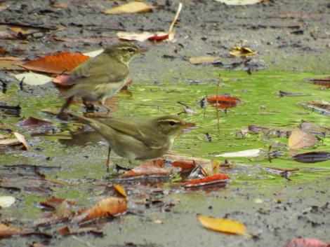 メボソムシクイ