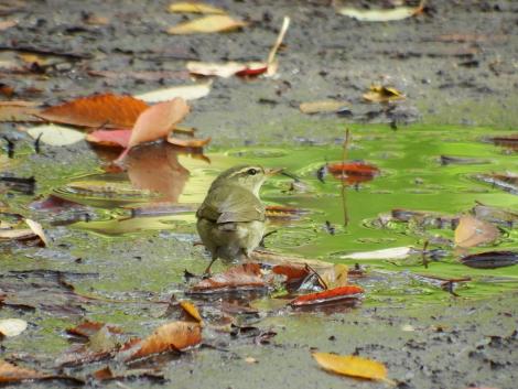 メボソムシクイ