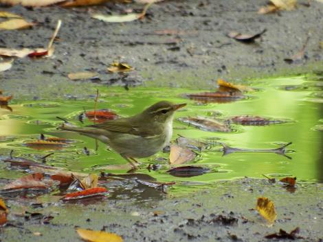 メボソムシクイ