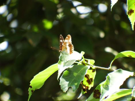 イチモンジチョウ