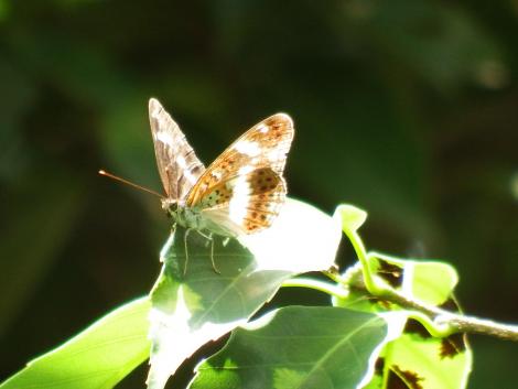 イチモンジチョウ