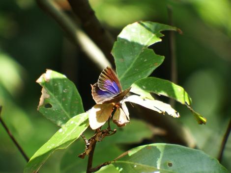 ムラサキシジミ