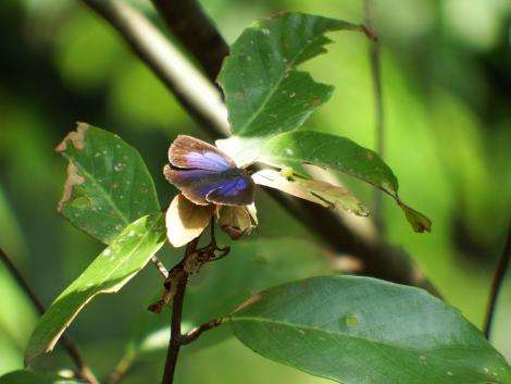 ムラサキシジミ