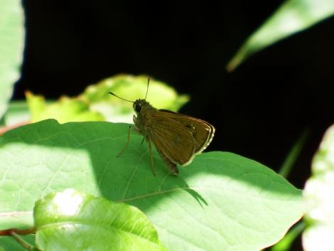 オオチャバネセセリ