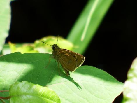 オオチャバネセセリ