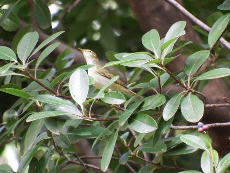 メボソムシクイ