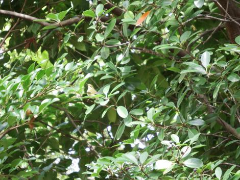 メボソムシクイ