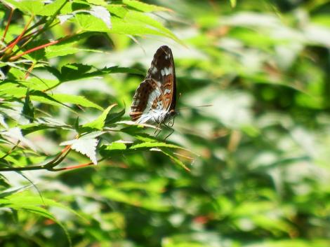 イチモンジチョウ