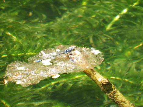 クロイトトンボ