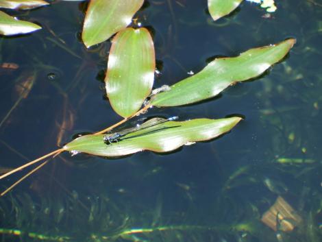 クロイトトンボ