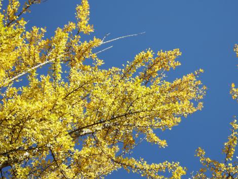 青空とイチョウ