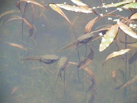 ウシガエルのオタマジャクシ