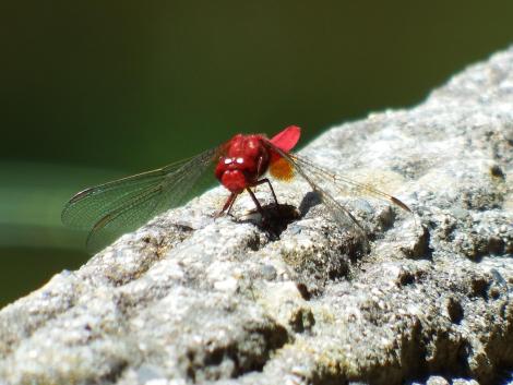 ショウジョウトンボ