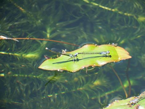 クロイトトンボ